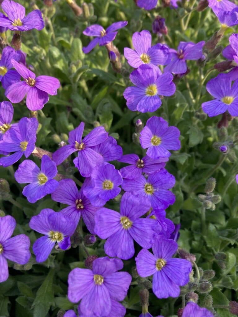 Aubrieta