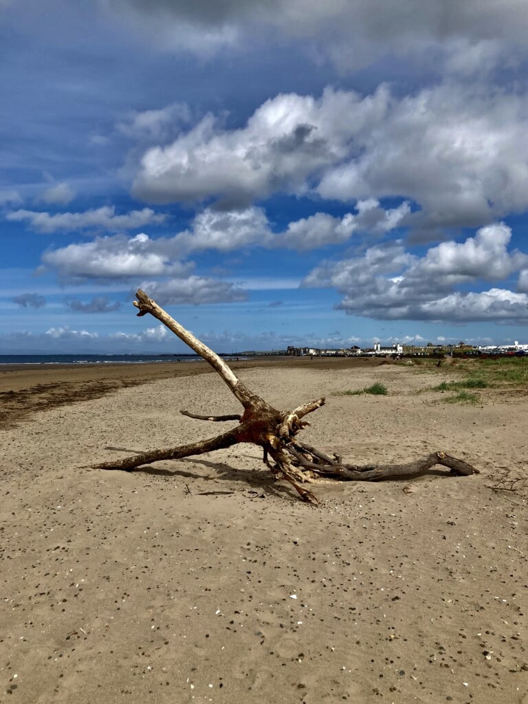 Driftwood on Ayr Beach