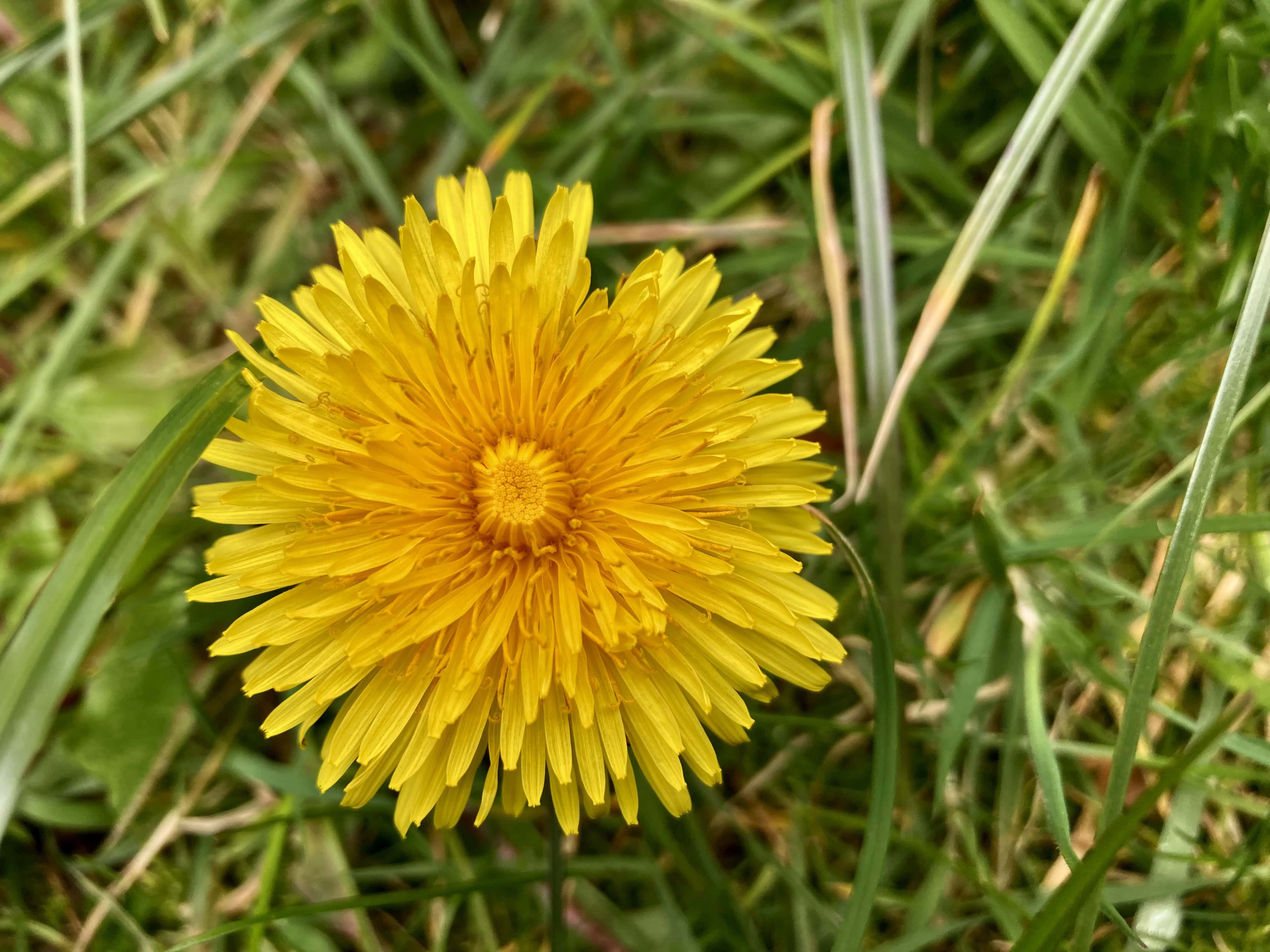 Yellow Flowers — CMMC