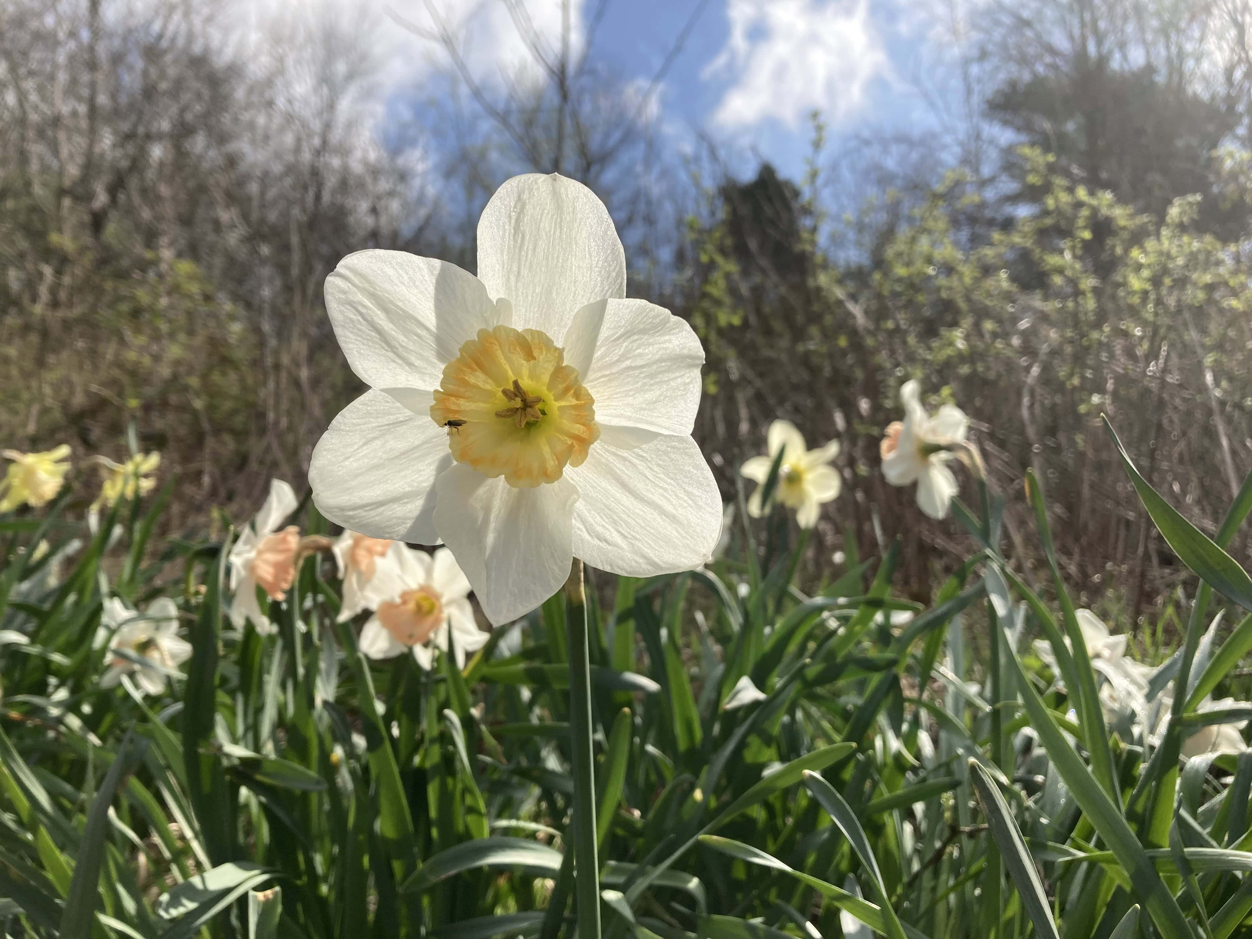 Daffodils — FOTD May 07