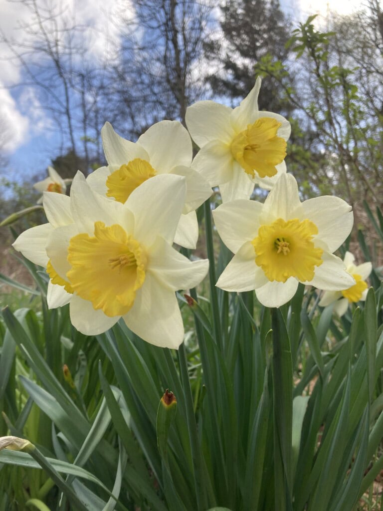 Daffodils