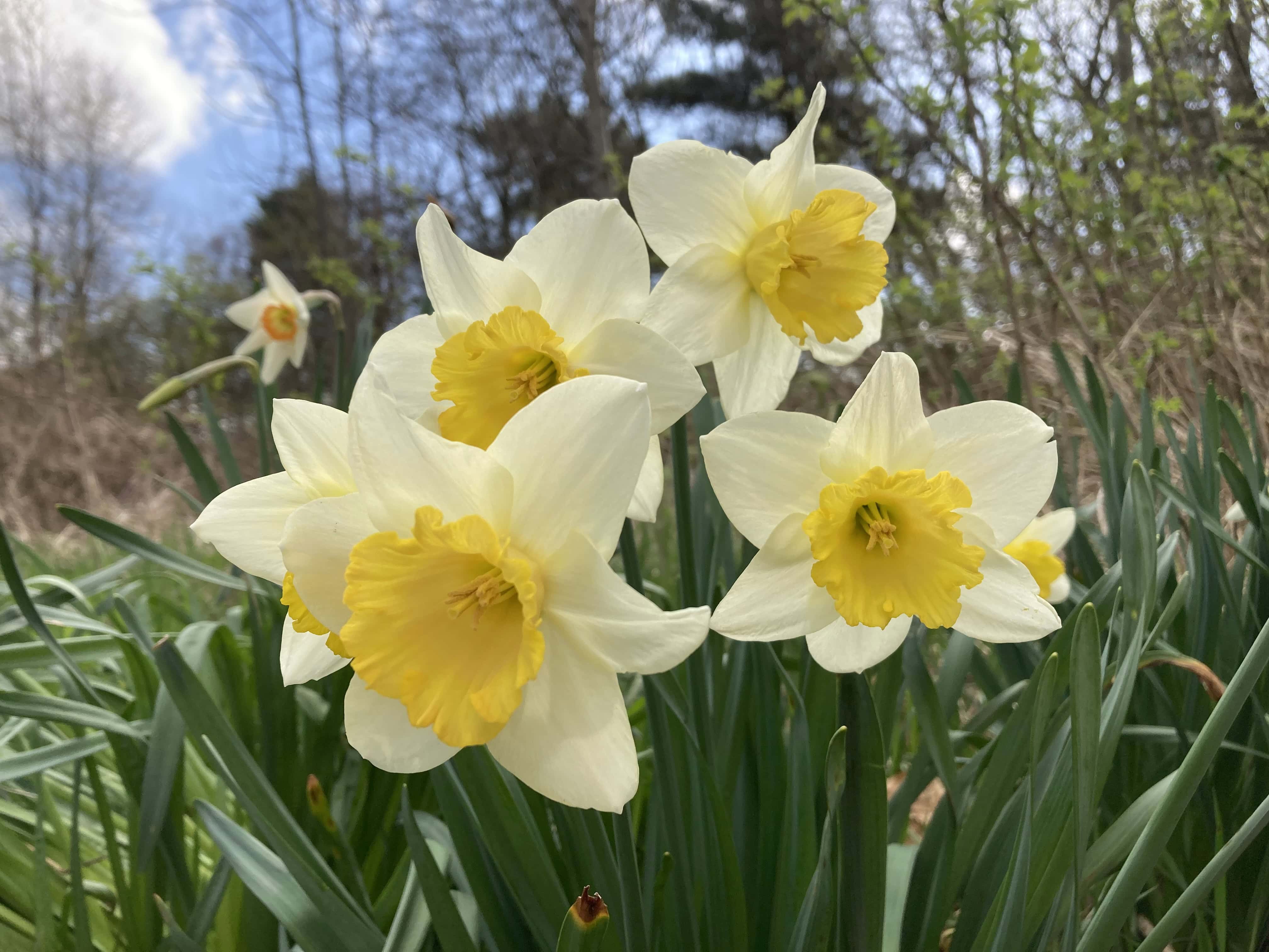Daffodils — FOTD May 08