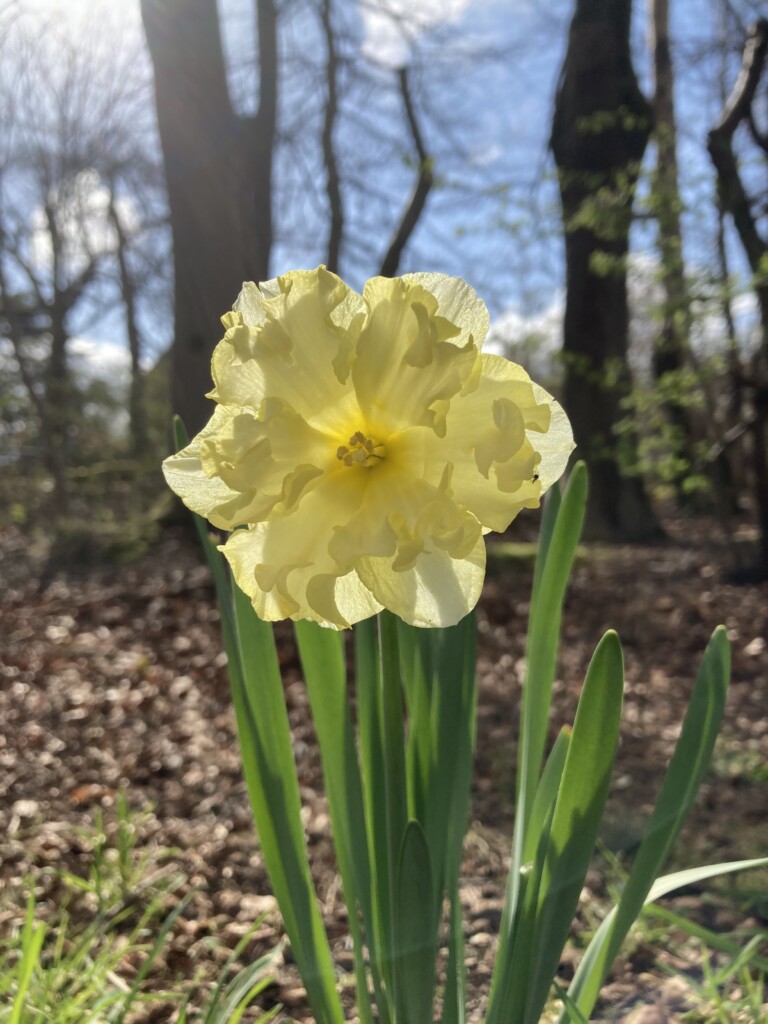 Daffodils