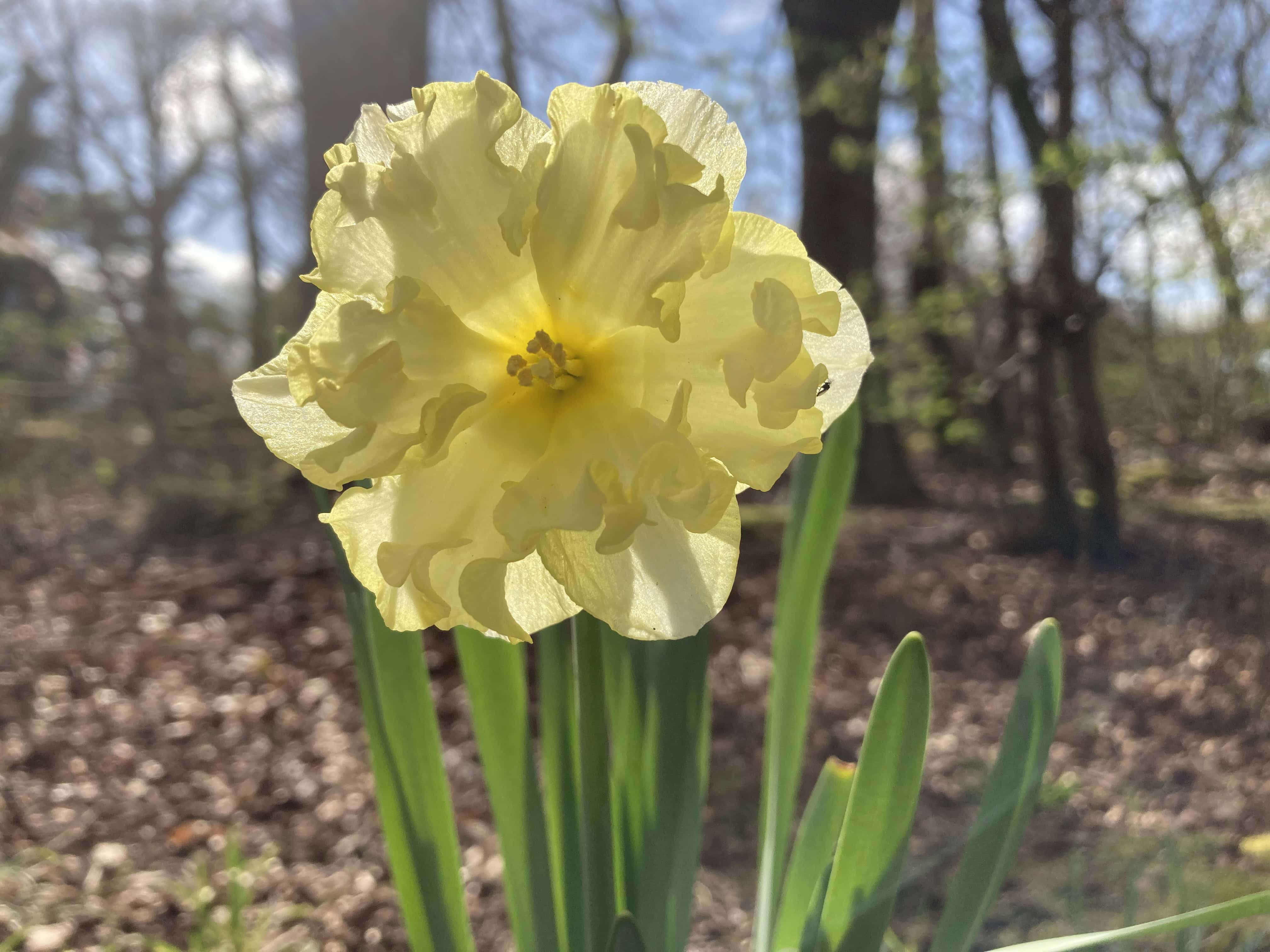Daffodils — FOTD May 09