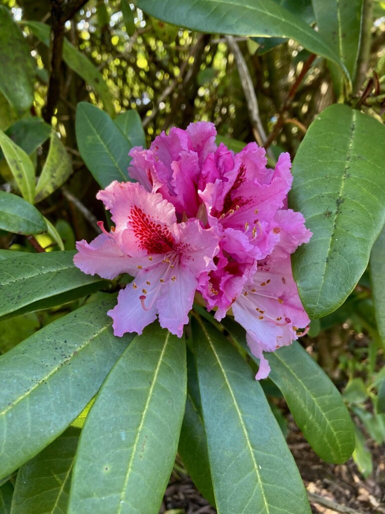 Rhododendrons