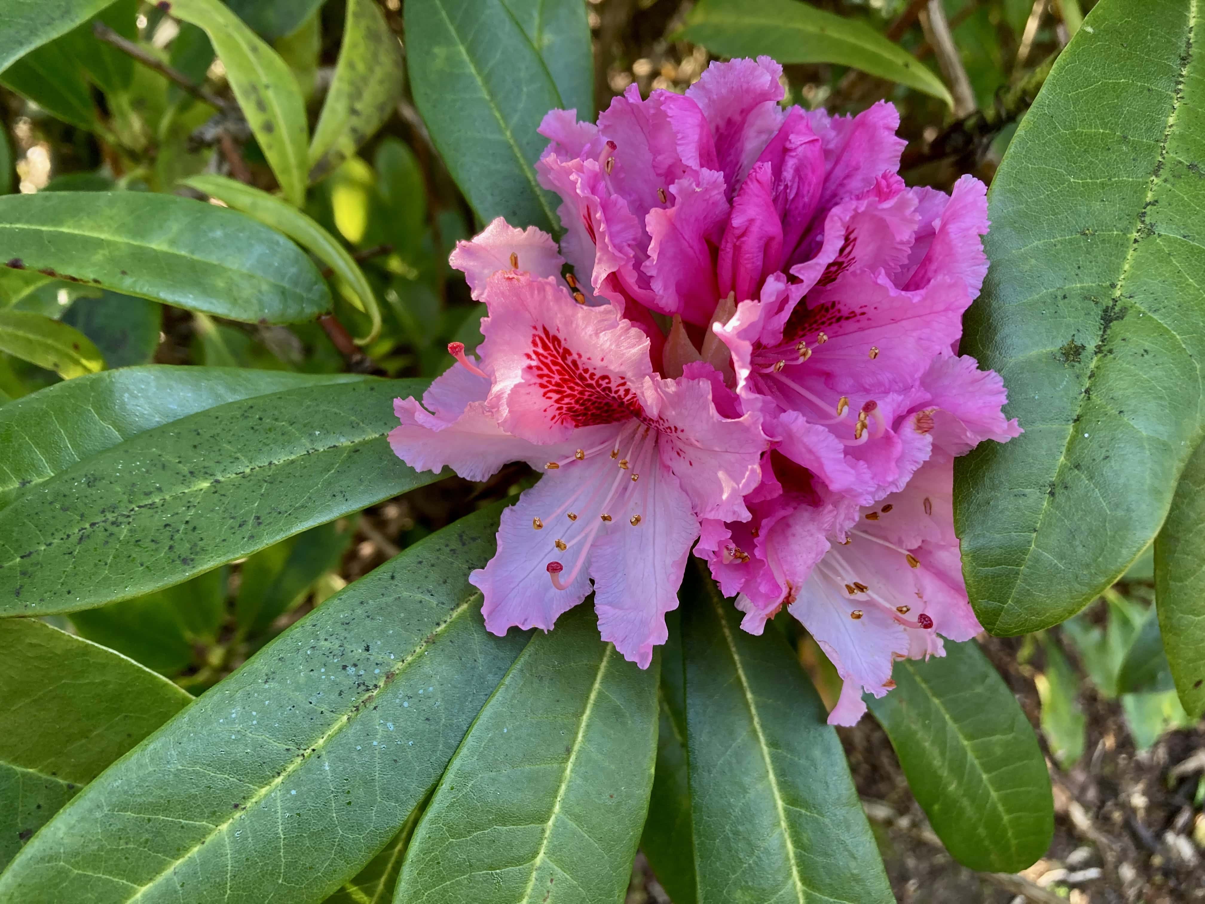 Rhododendrons — FOTD May 10