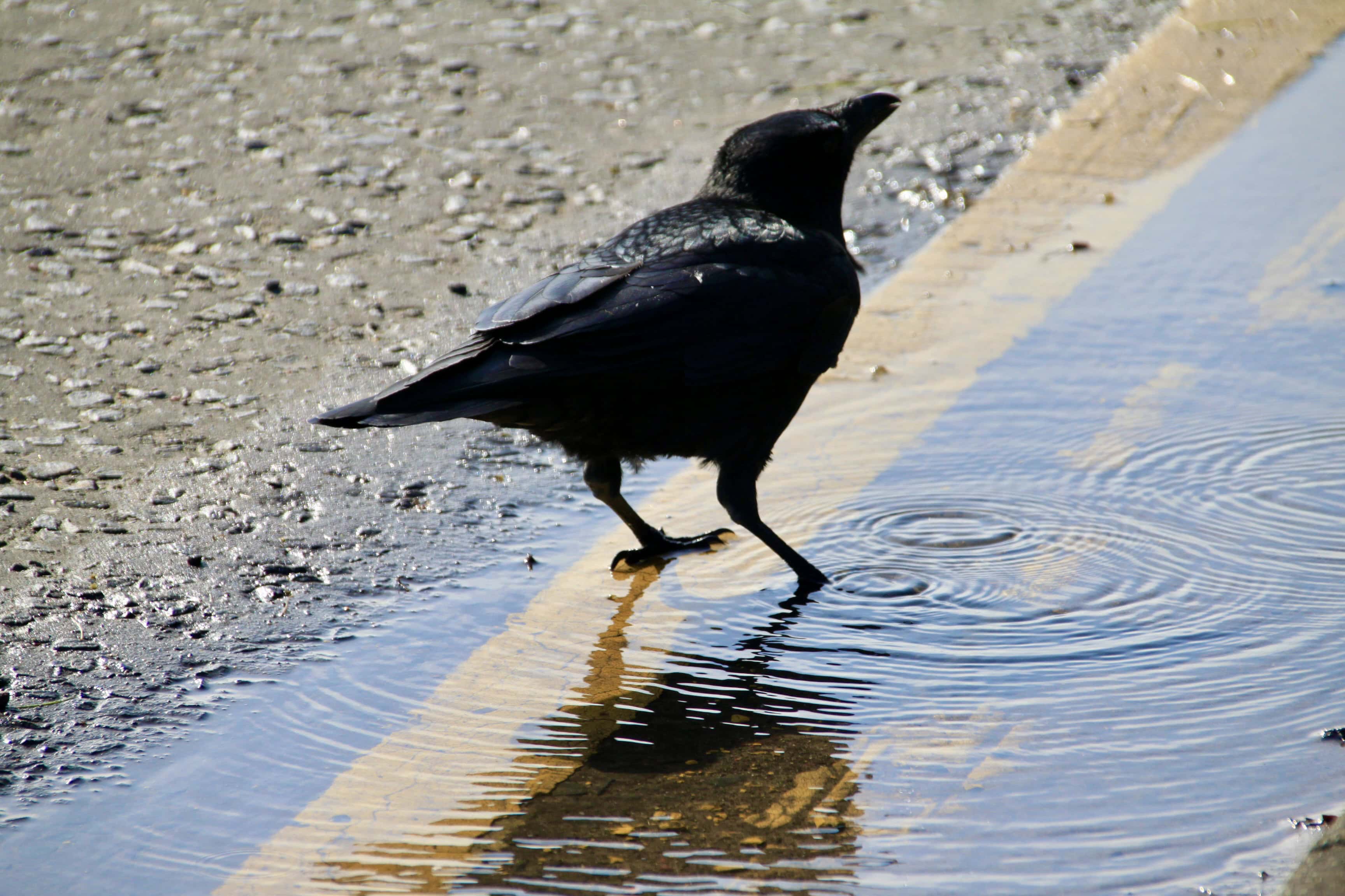 Having a Drink — Water Water Everywhere #176
