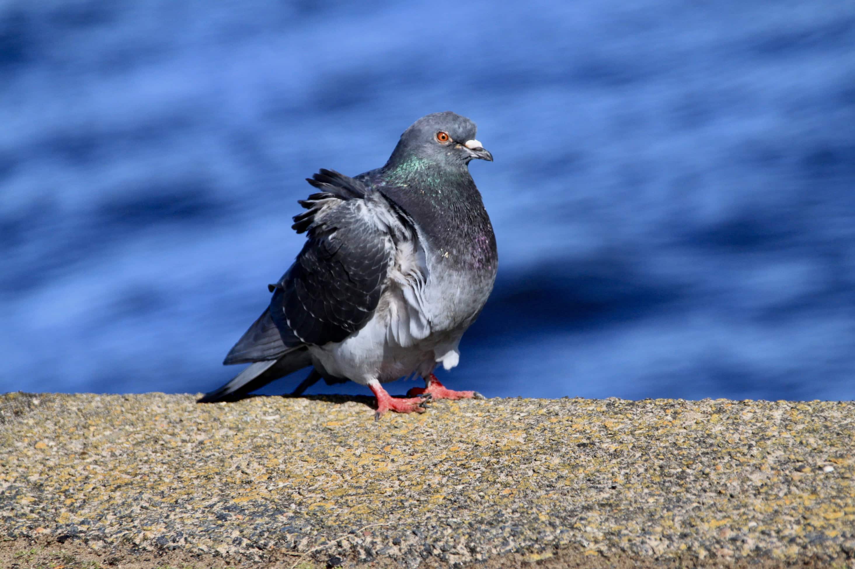 Windswept Pigeon — Monday Portrait Apr 17