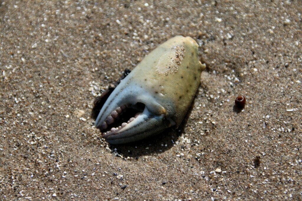Crab claw