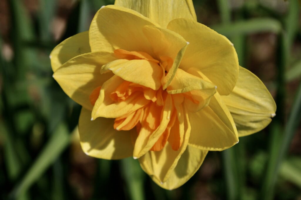 Daffodil
