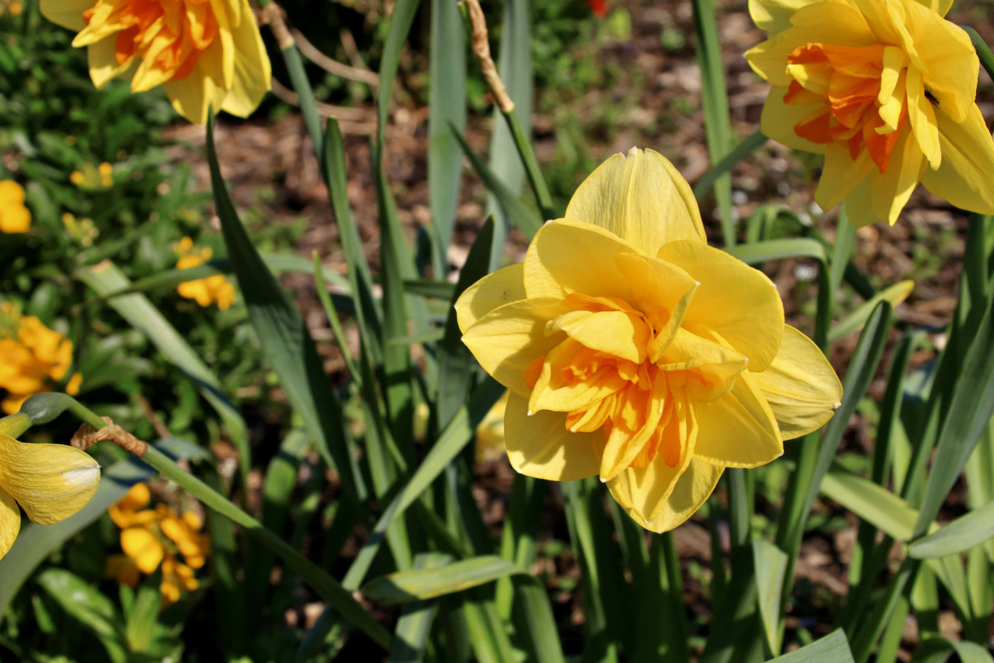 Double Daffodil — FOTD May 06