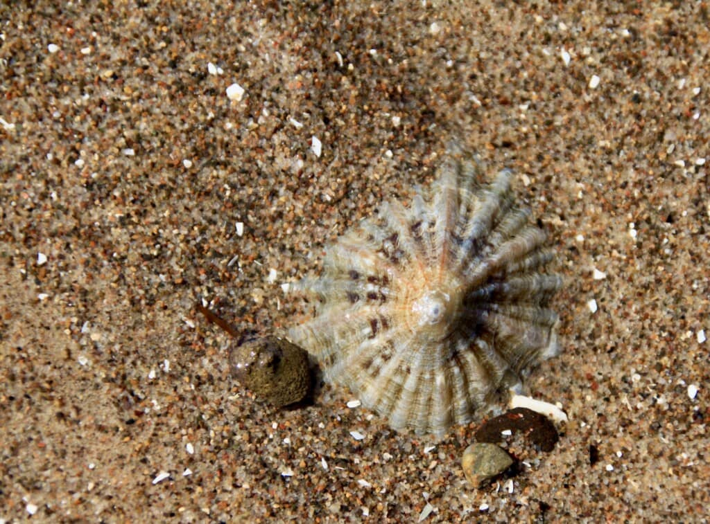 Shell on Irvine Beach