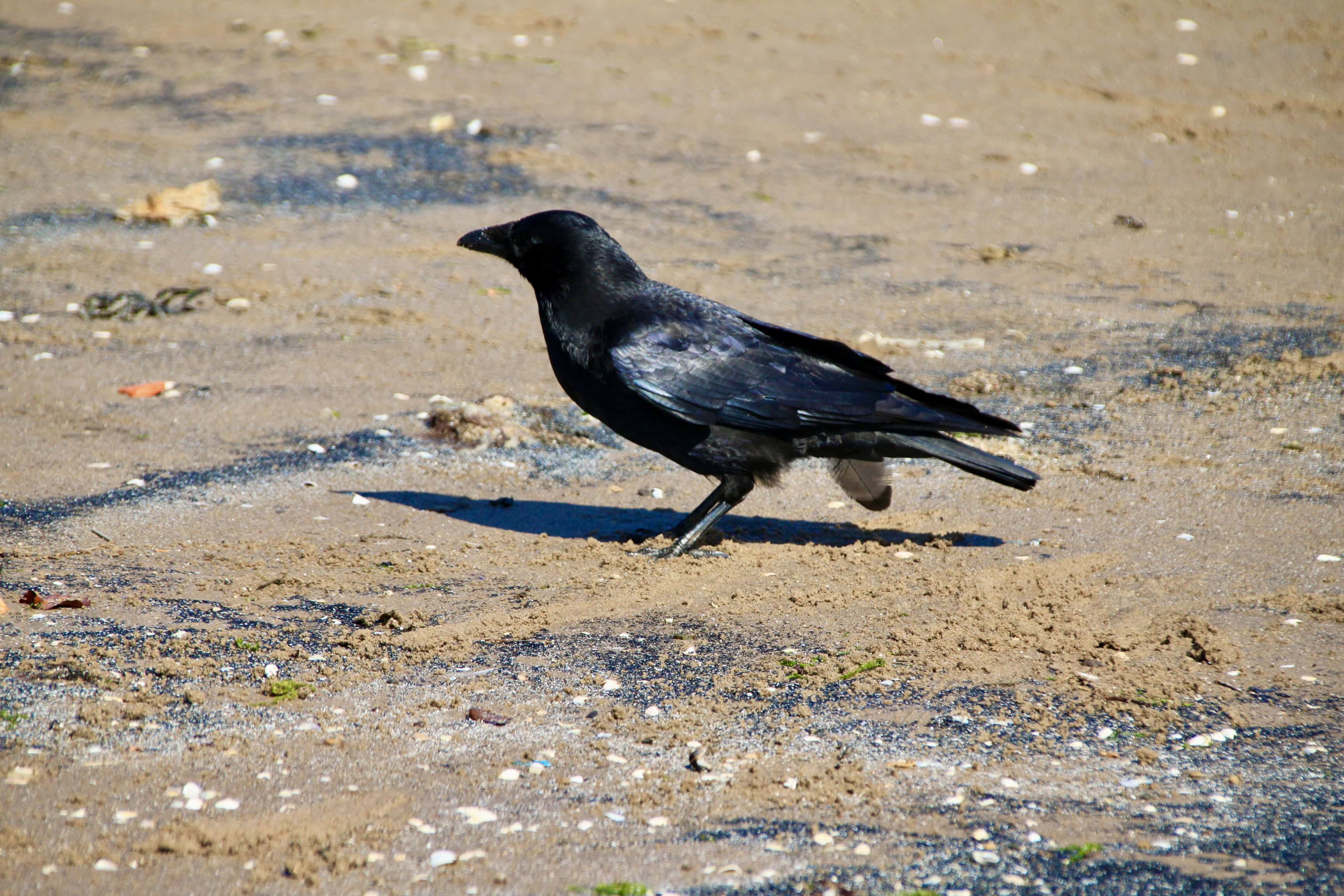 Beach Raven — Monday Portrait Apr 24
