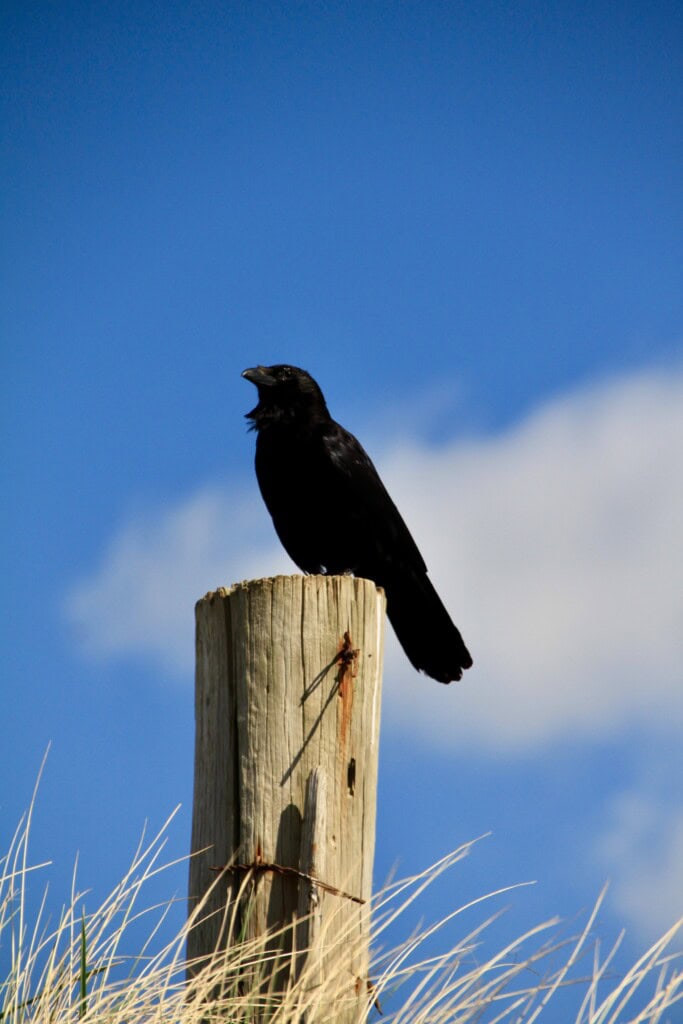 Raven at Barassie Beach