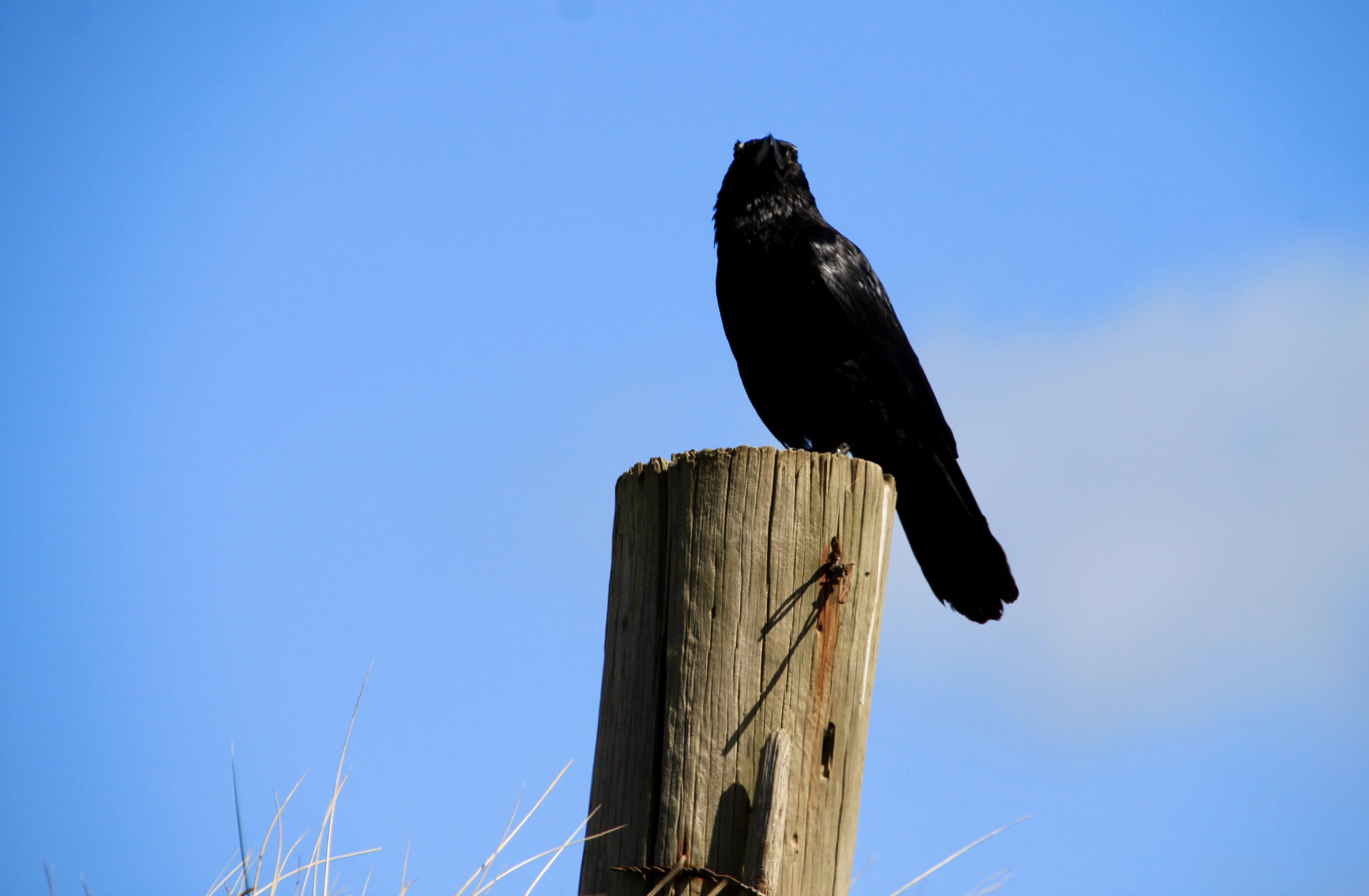 Posing Raven — Monday Portrait May 01