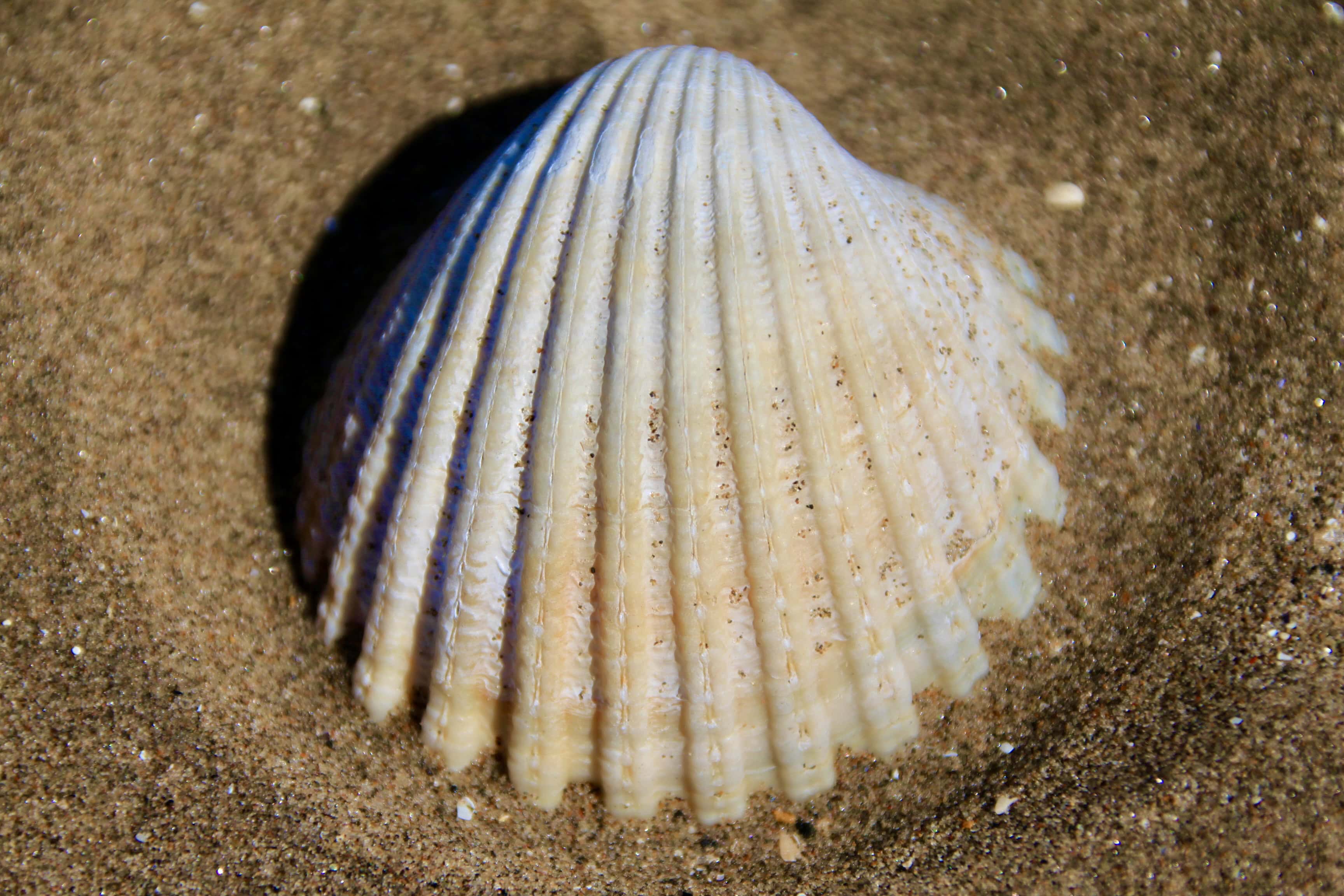 Shell — Macro Monday May 01