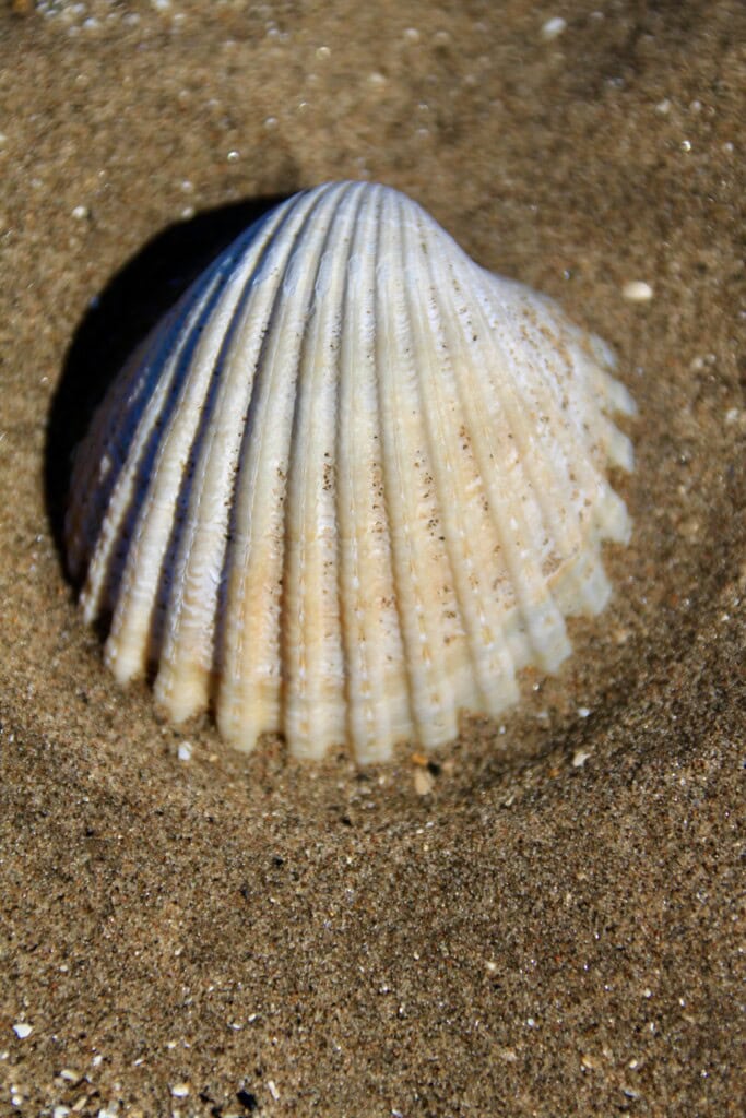 Shell on Barassie Beach