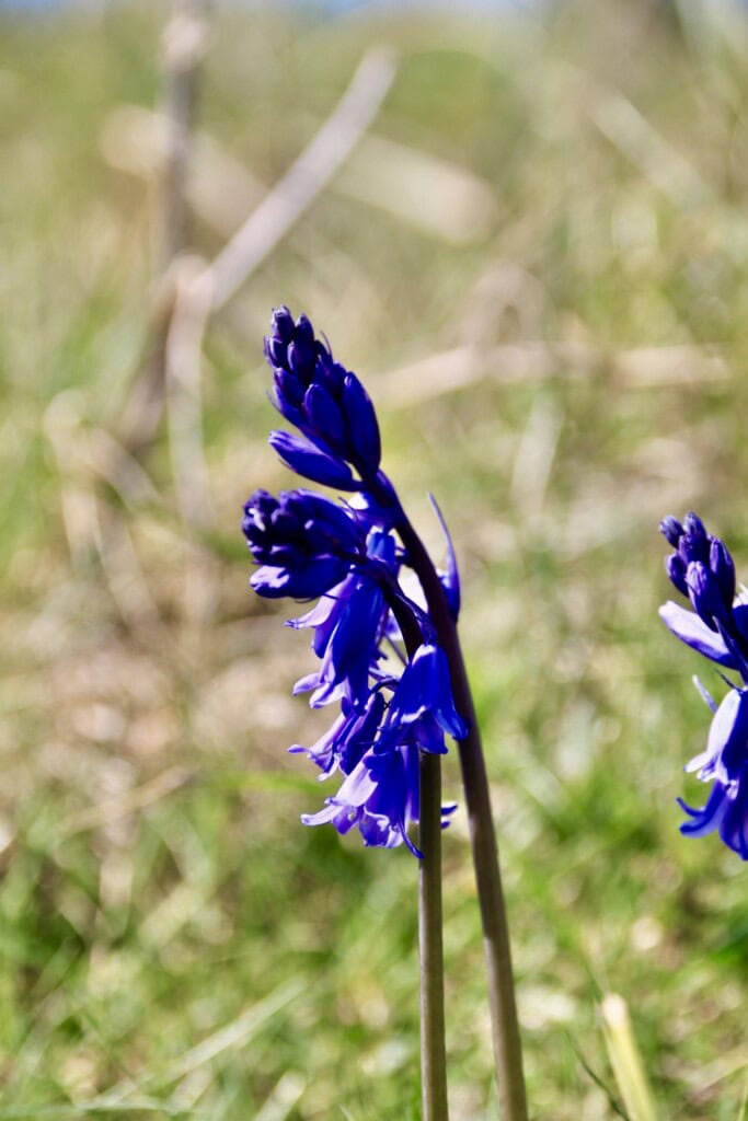 Bluebells
