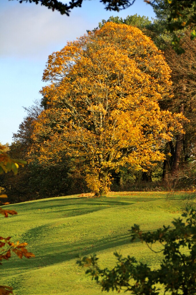 Autumn tree