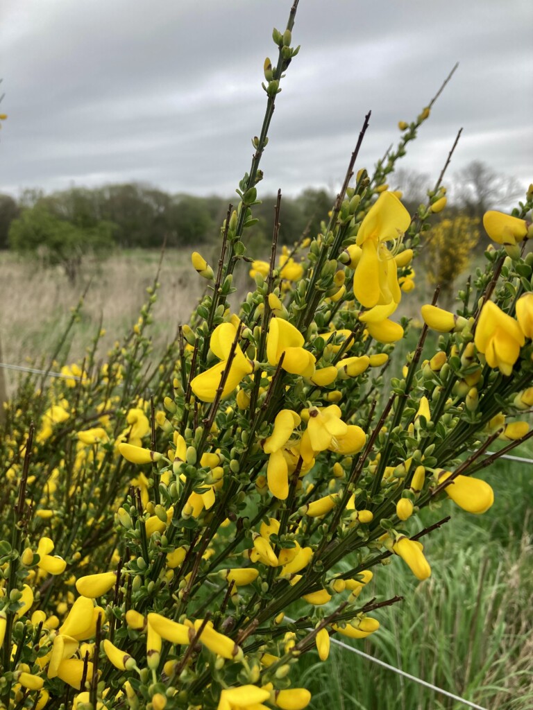 Scotch Broom
