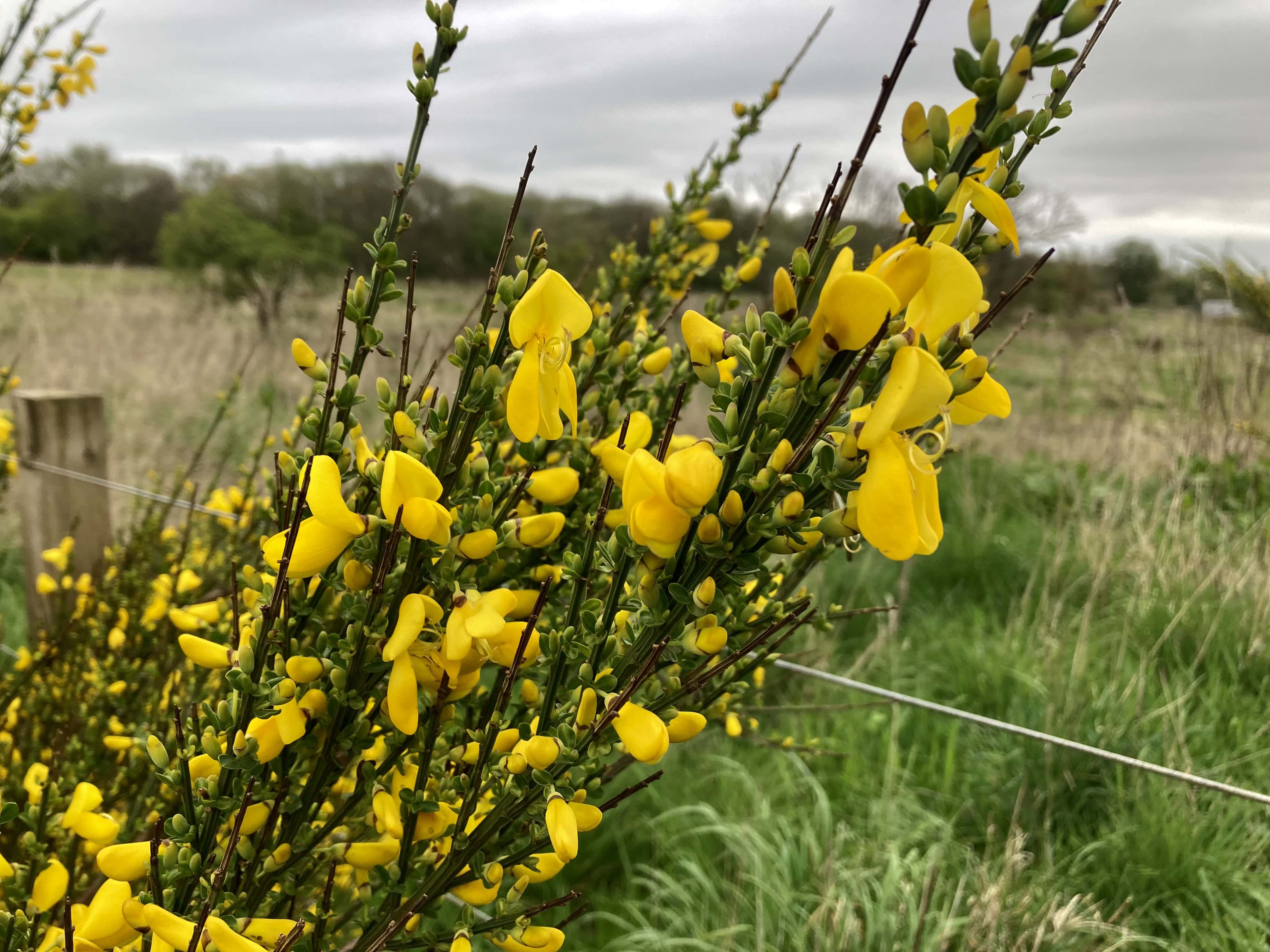 Scotch Broom — FOTD May 12