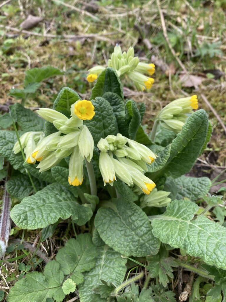 Cowslip