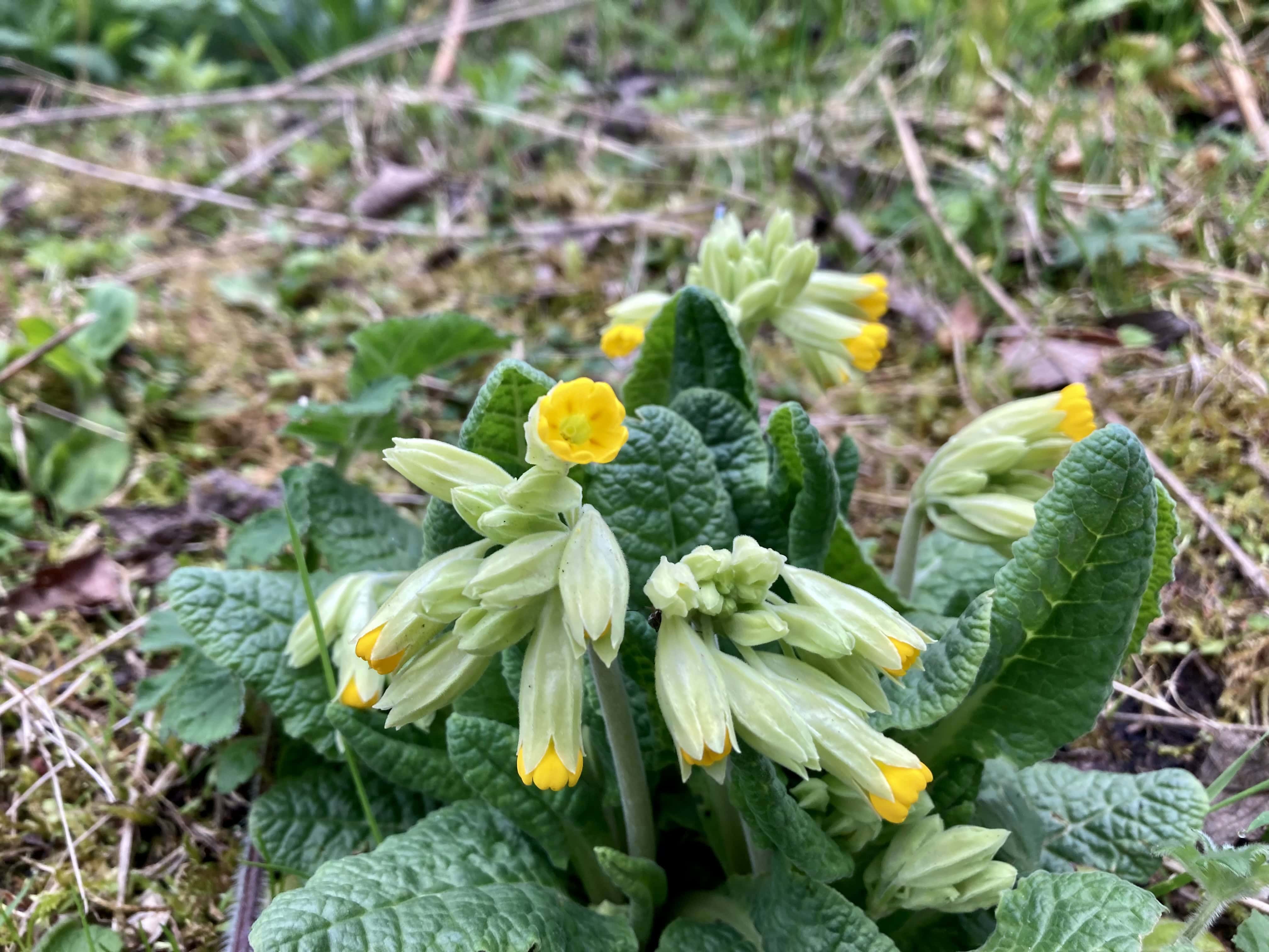 Cowslip — FOTD May 14