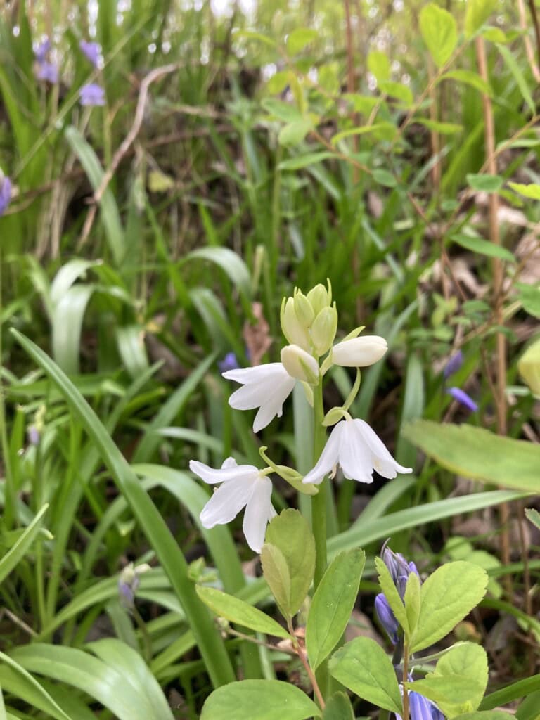 Spanish Bluebells