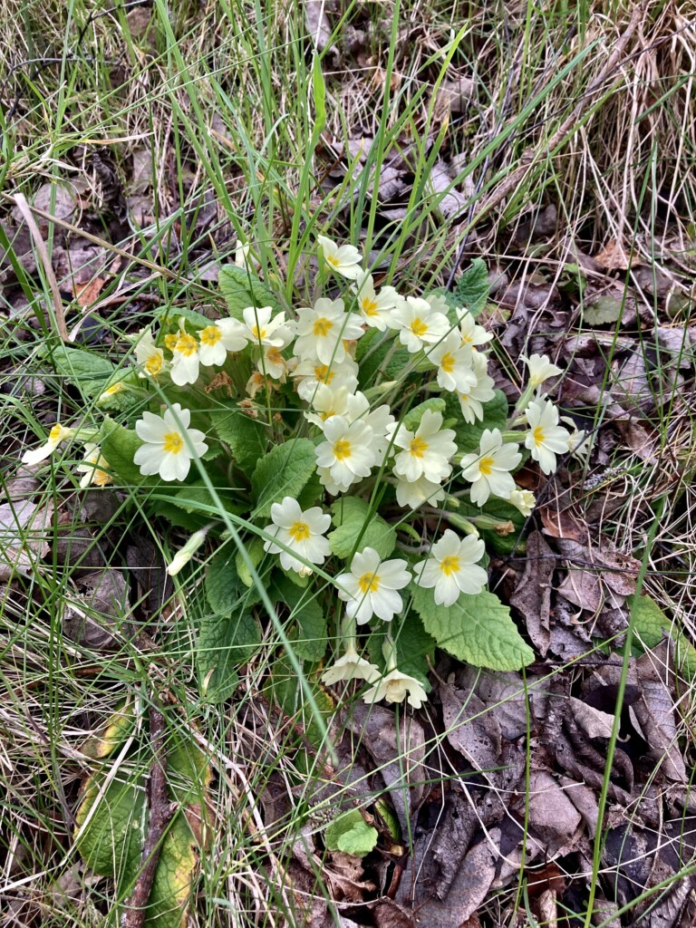 Cowslips