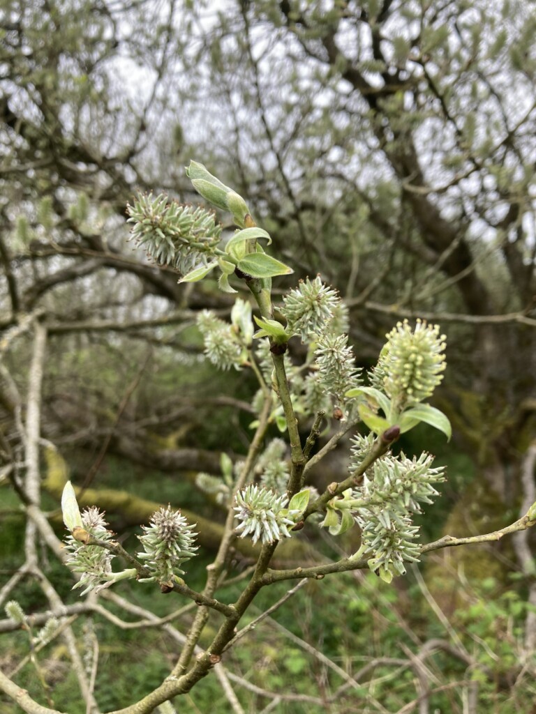 Goat Willow