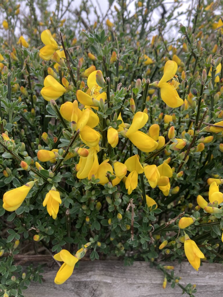 Scotch Broom