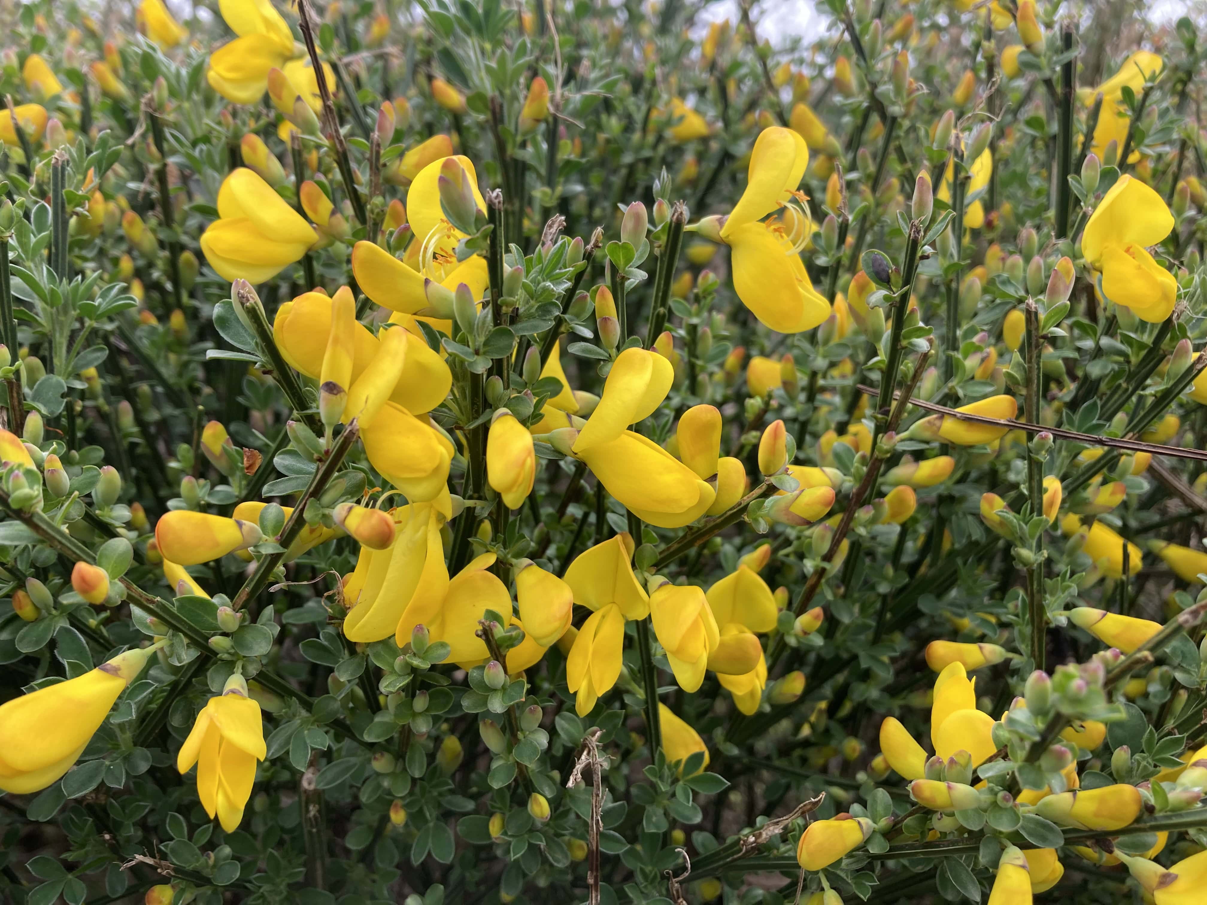 Scotch Broom — FOTD May 18