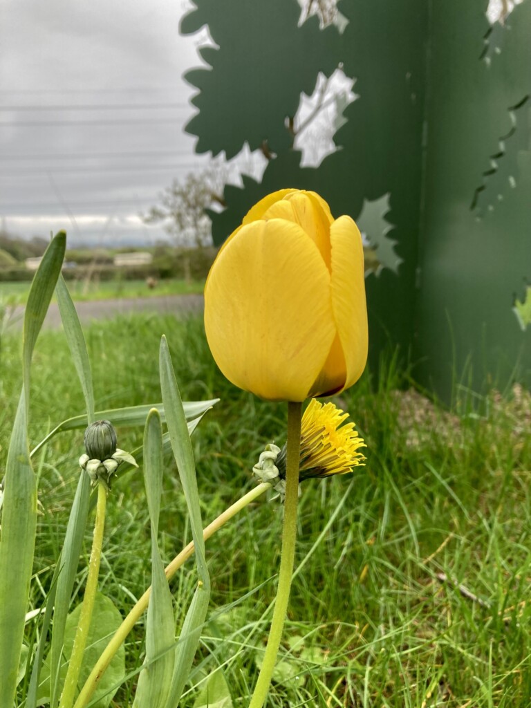Tulip