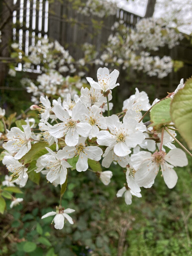 Blossom
