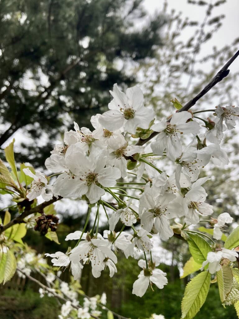 Blossom