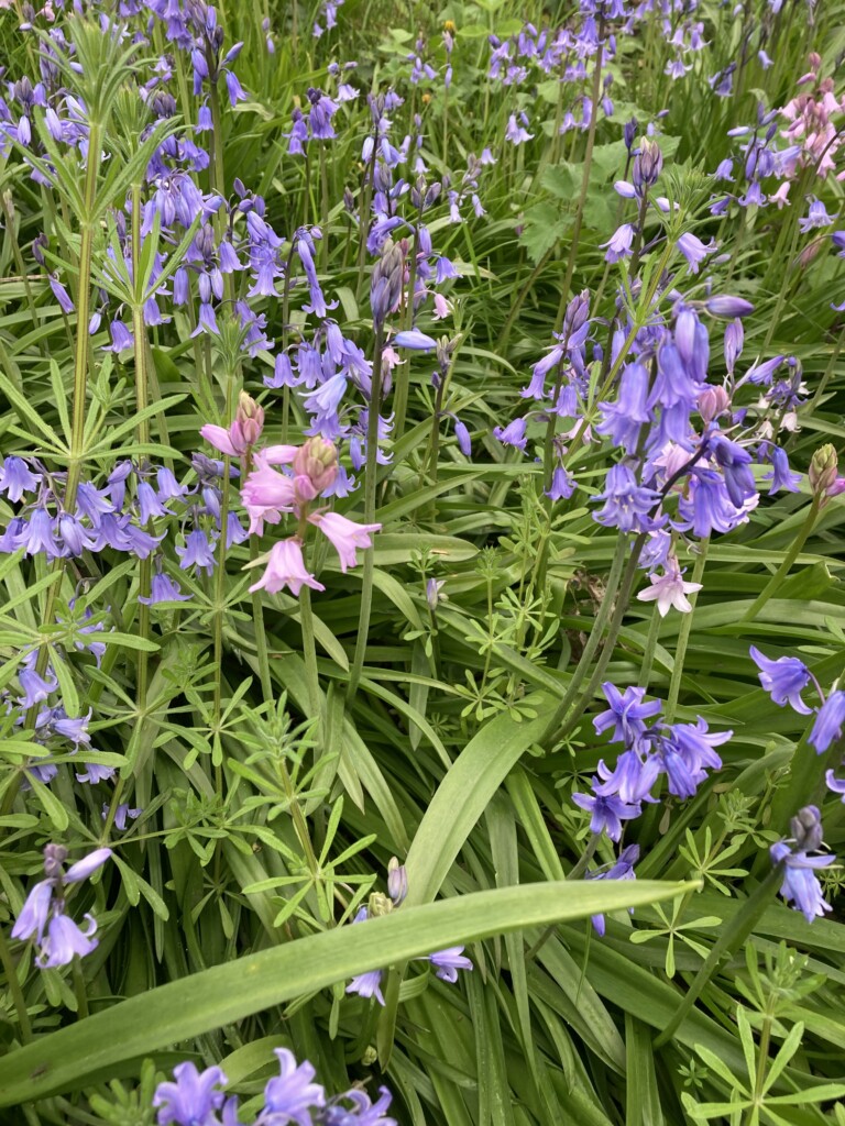 Bluebells