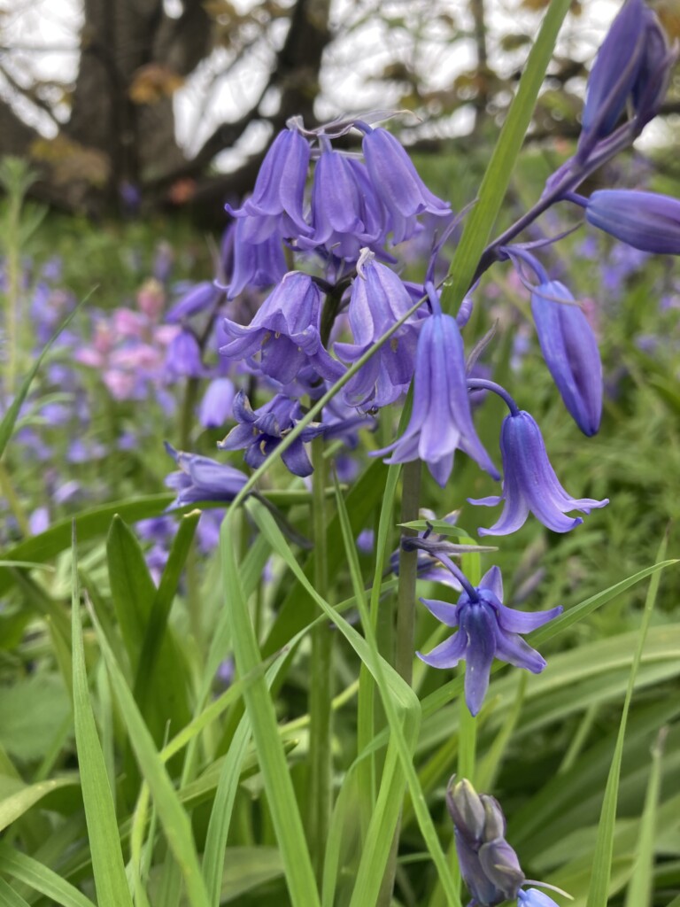 Bluebells