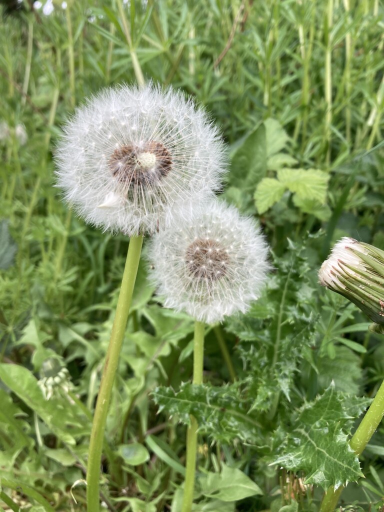 Dandelions