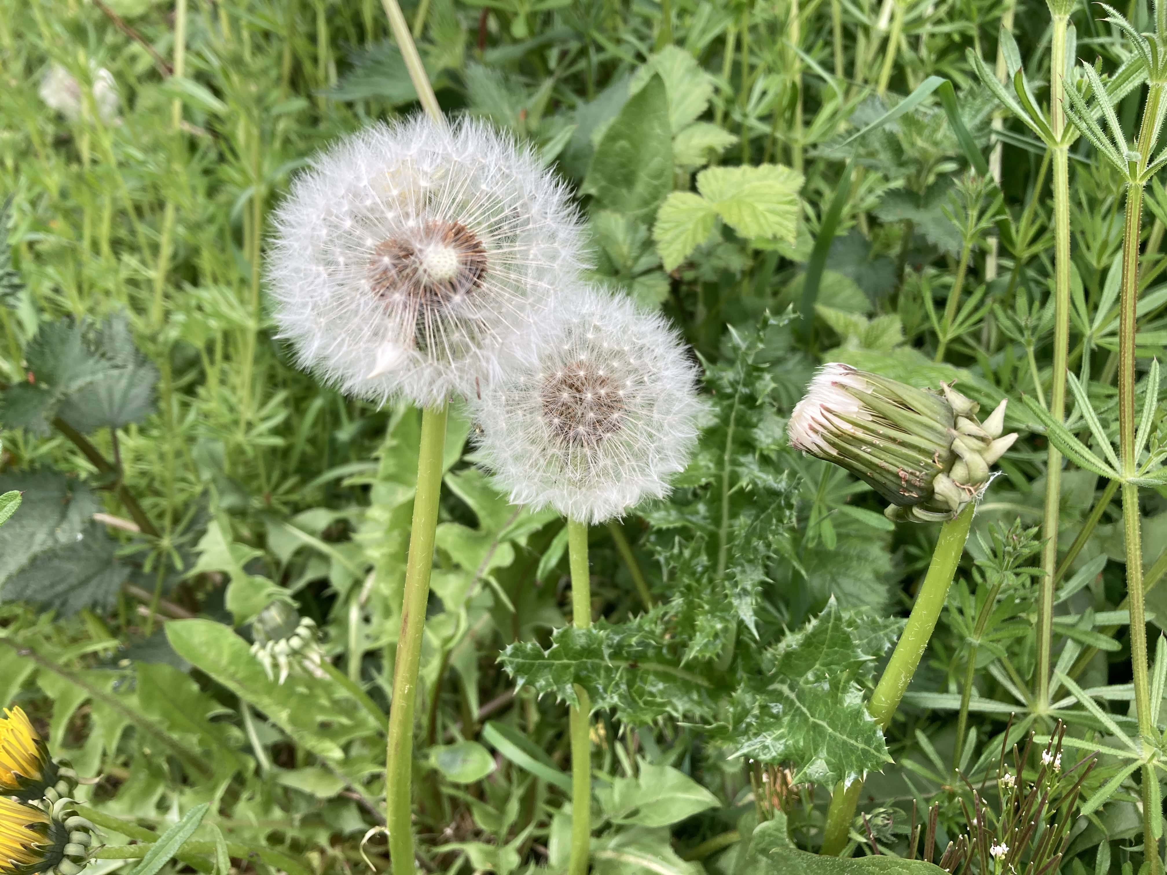 Wishes — FOTD May 24