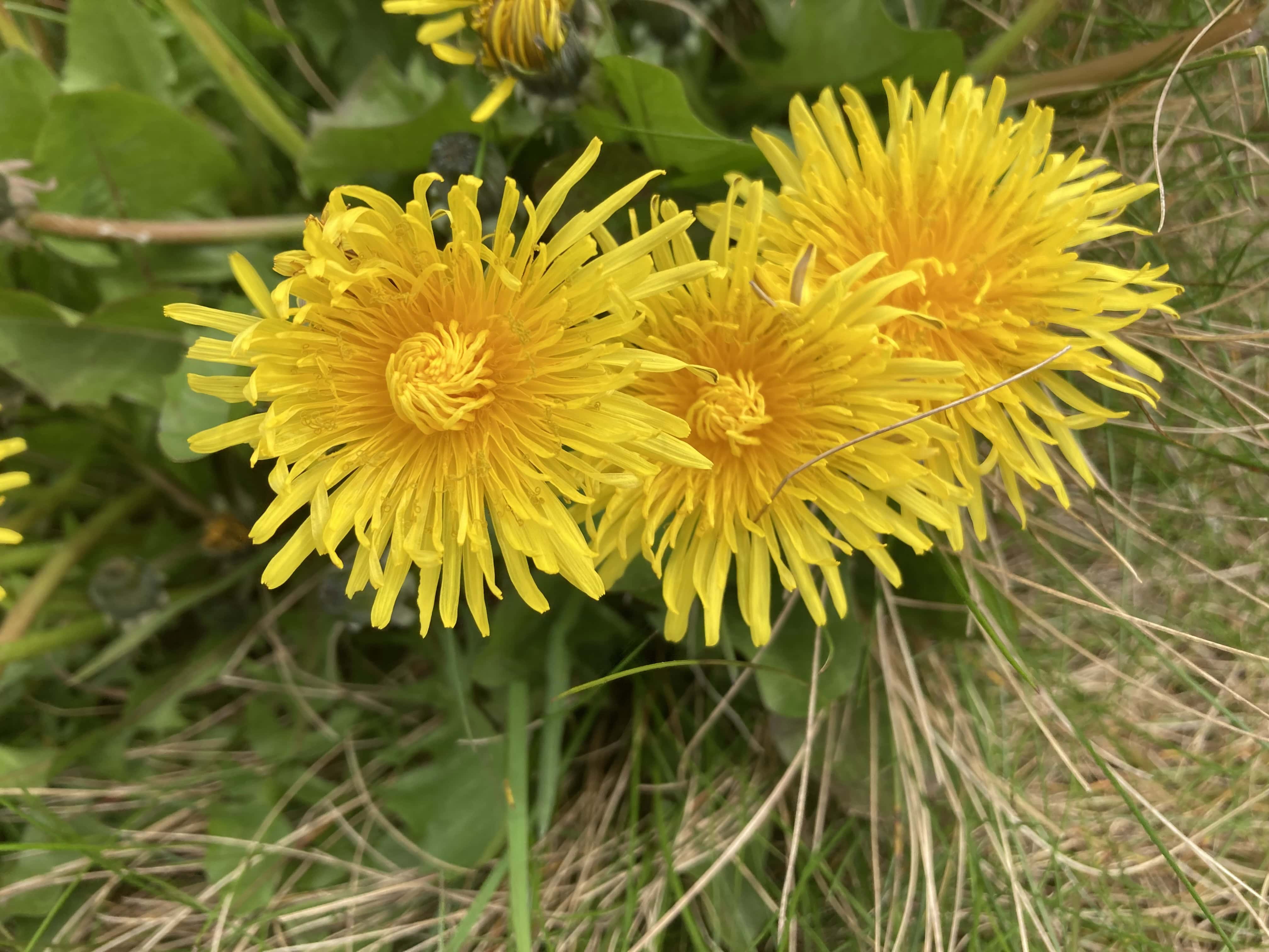 Dandelions — FOTD May 26