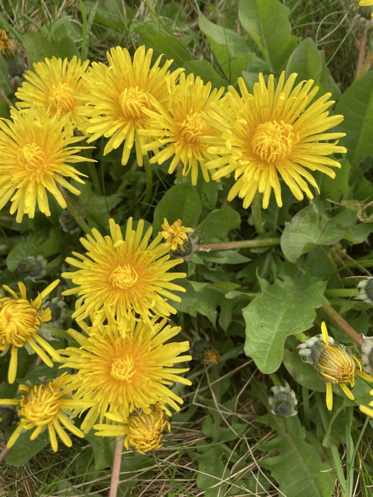 Dandelions