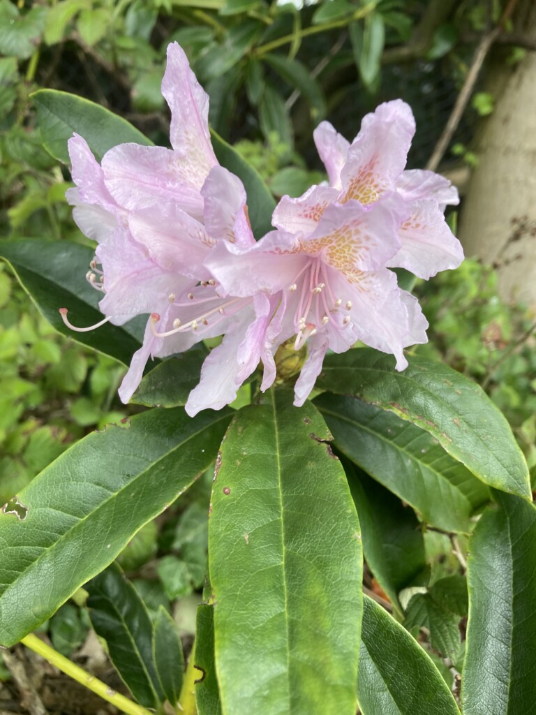 Rhododendron