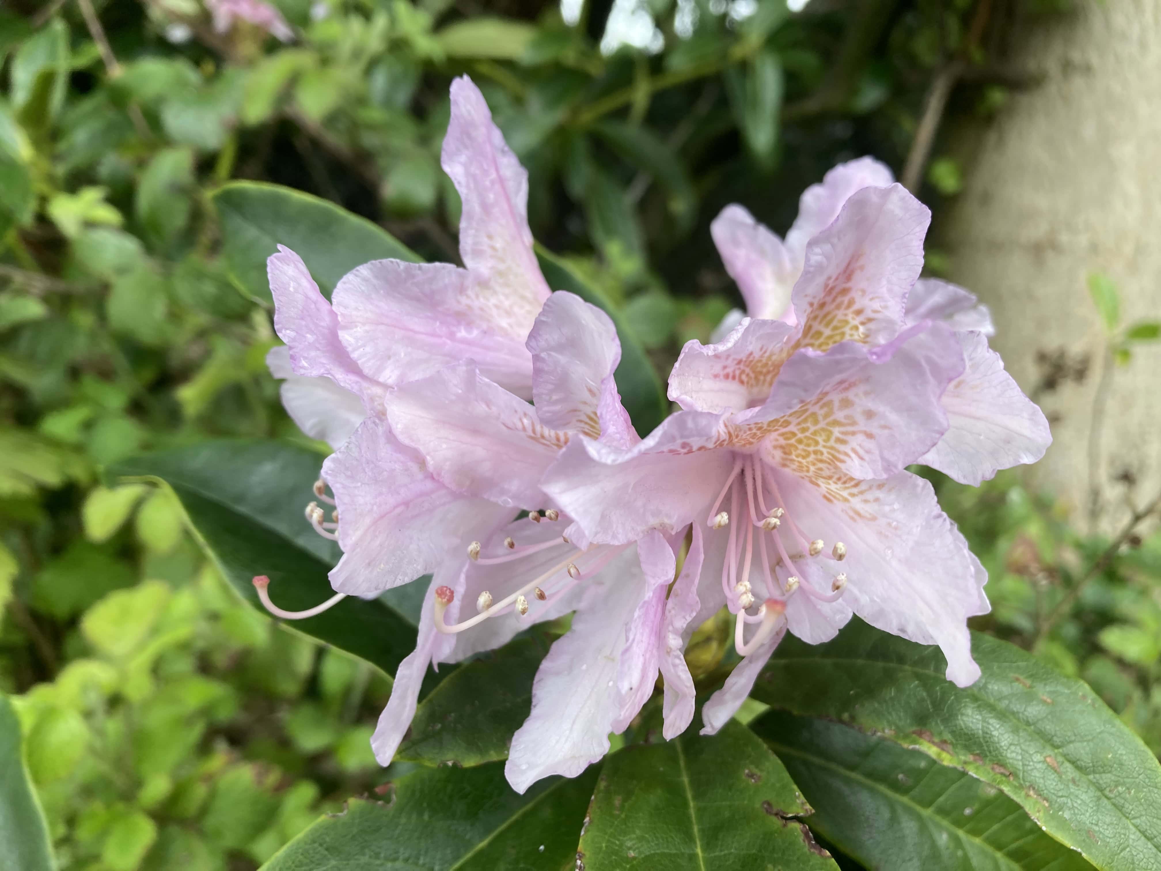 Rhododendron — FOTD June 06