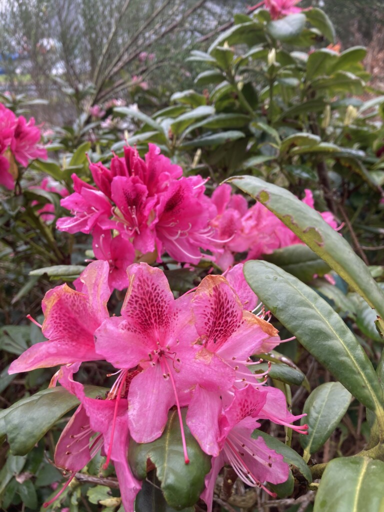 Rhododendron