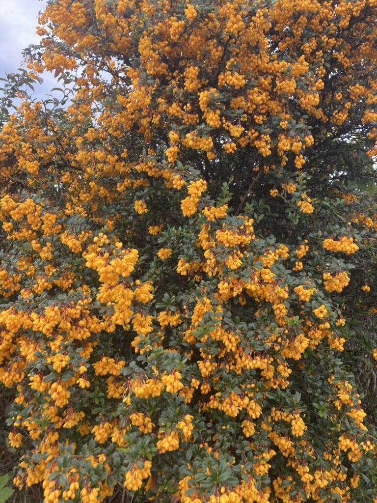 Darwin's Barberry