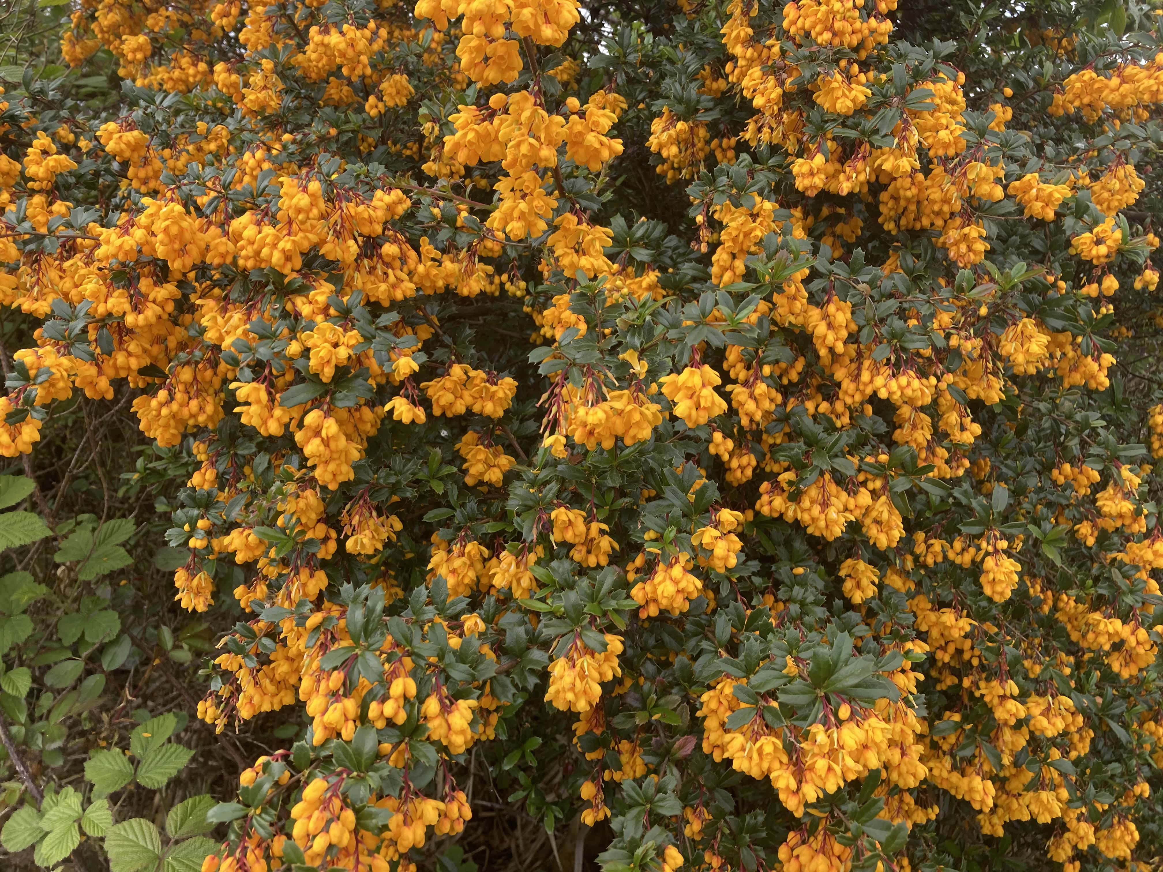 Darwin’s Barberry — FOTD June 08