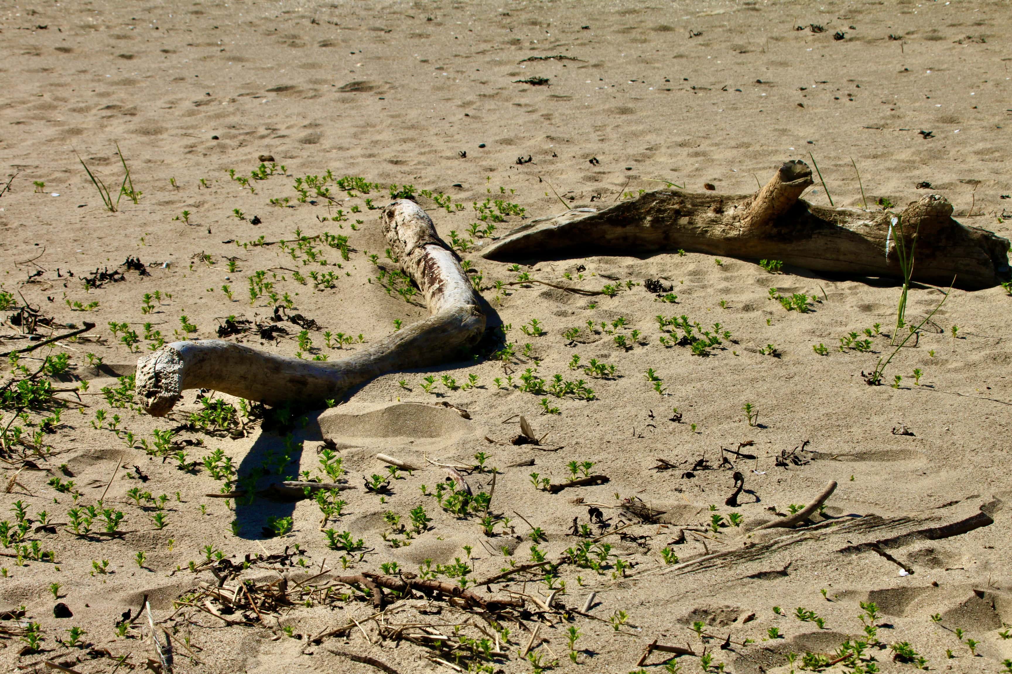 Driftwood — Fan Of… #205