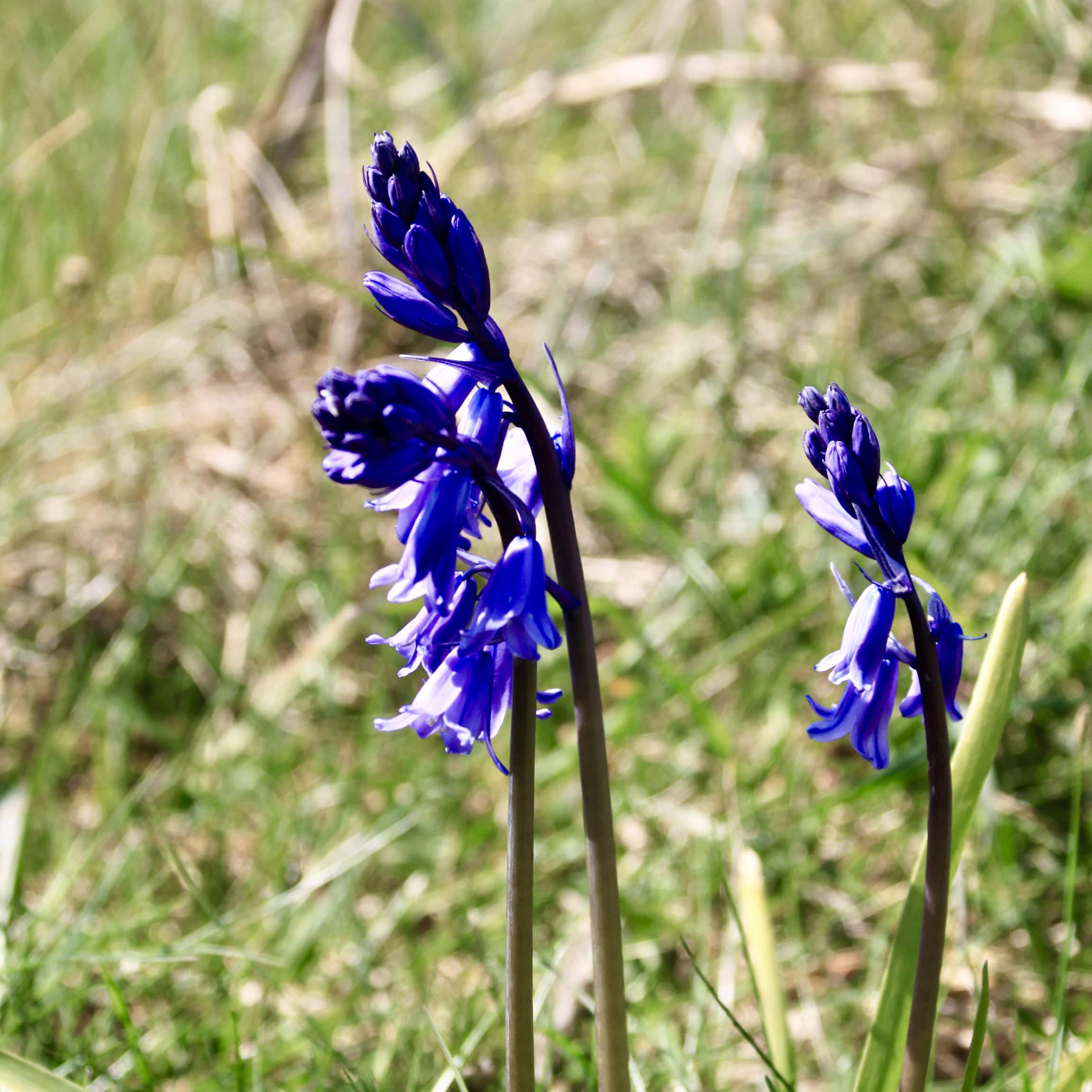 Bluebells — FOTD May 13