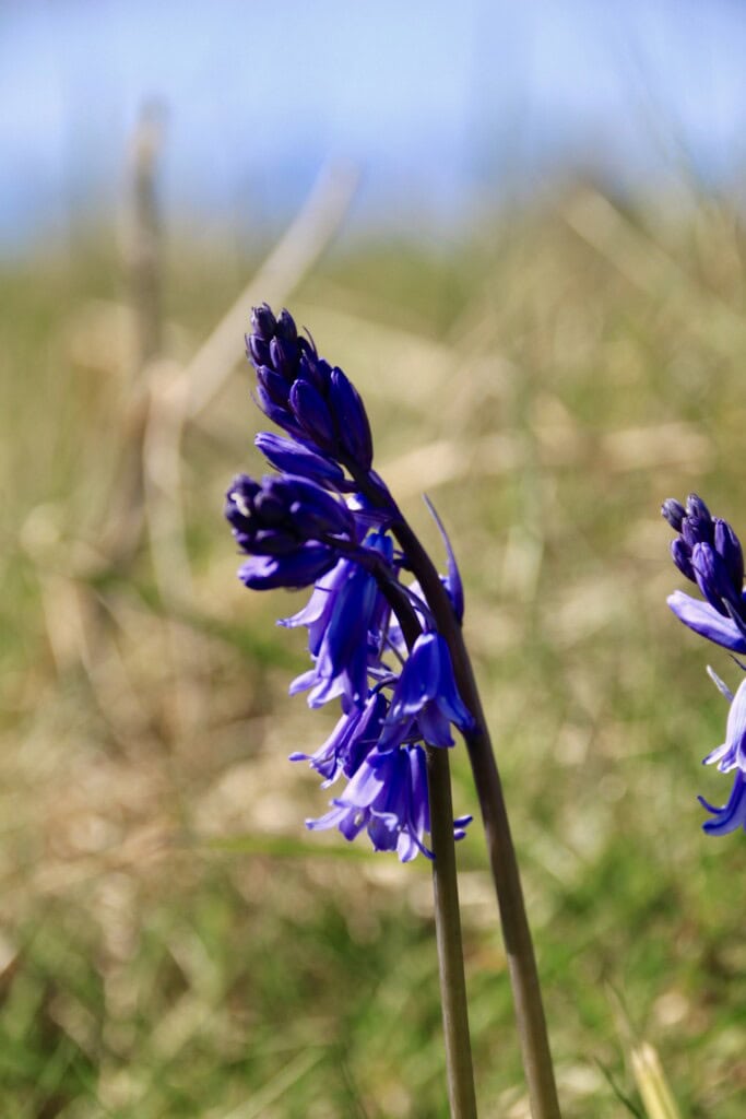 Bluebells