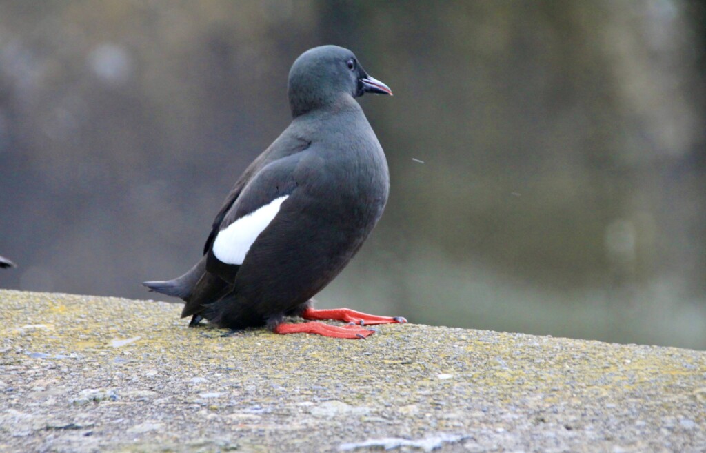 Pigeon Guillemot